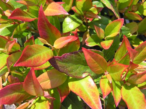 Leucothoe 'Zeblid' (scarletta)