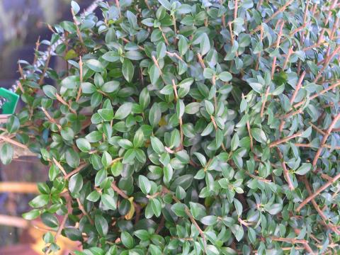 Ligustrum delavayanum bol 40