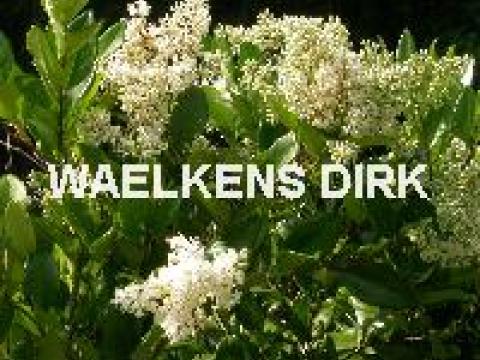 Ligustrum japonicum texanum