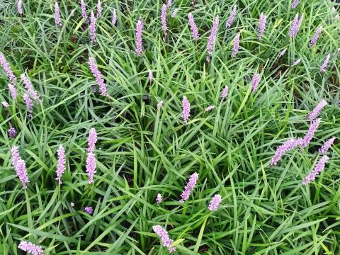 Liriope muscari 'Moneymaker'