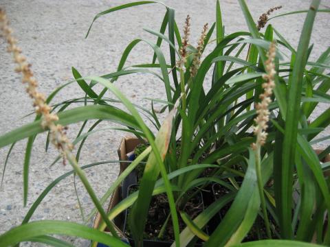 Liriope muscari 'Monroe White'