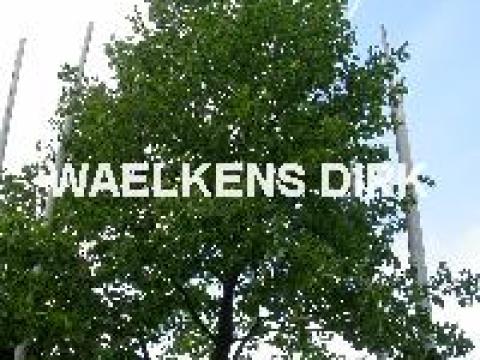 Liriodendron tulipifera MEERSTAM