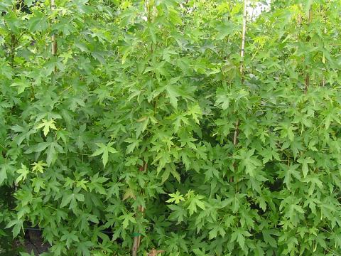 Liquidambar worplesdon