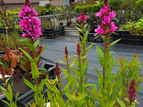 Lobelia fan pink  rose