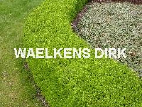 Lonicera nit. 'Maigruen'