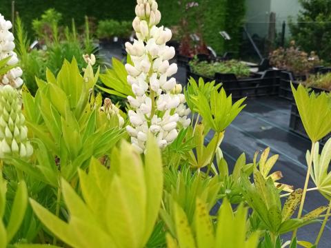 Lupinus 'Gallery White'
