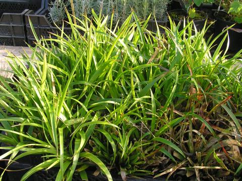 Luzula sylvatica