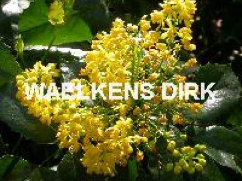 Mahonia aq. 'Apollo'