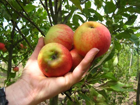 Malus d. 'Elstar' dubbelU