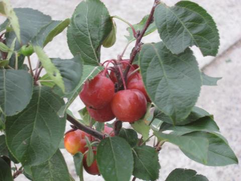 Malus 'Evereste'