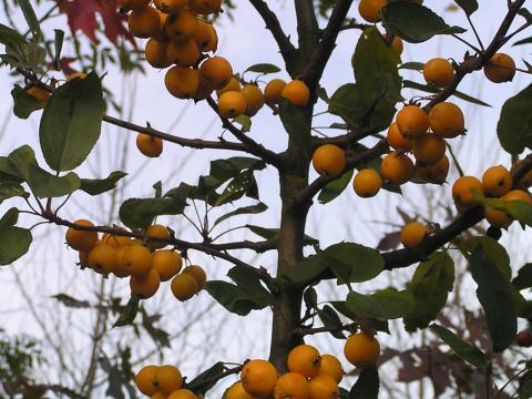 Malus 'Golden Hornet'