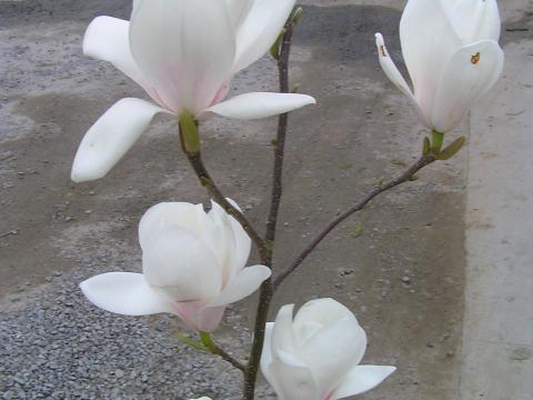 Magnolia 'Gresham JG nr 11'