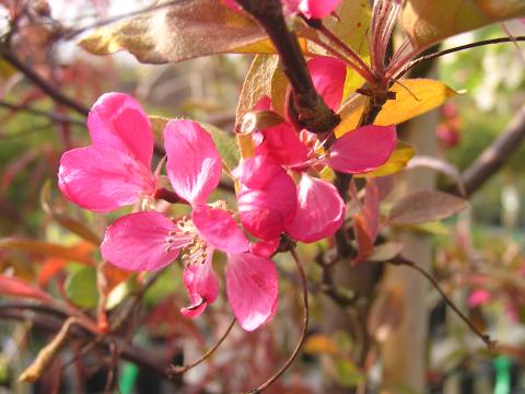Malus 'Indian Magic'