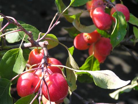Malus 'John Downie'