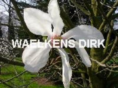 Magnolia Kobus