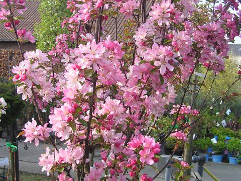 Malus 'Red Obelisk'