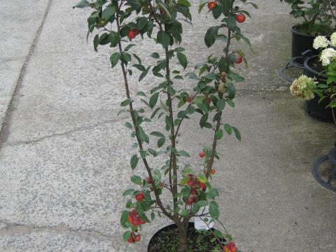 Malus 'Red Sentinel'