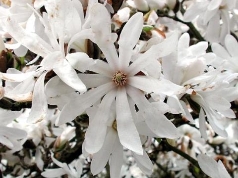 Magnolia stellata