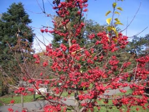 Malus sugar Tyme
