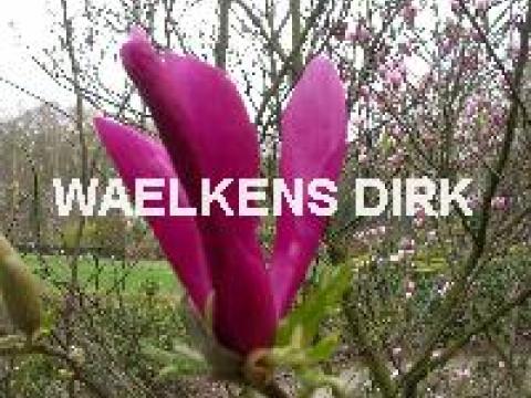 Magnolia 'Susan'