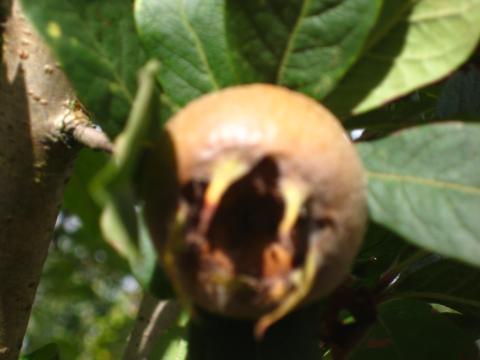 Mespilus germanica