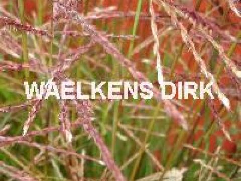 Miscanthus sin. 'Ferner Osten'