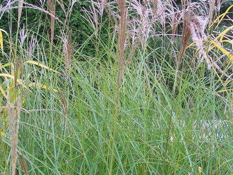 Miscanthus sin. 'Gracillimus'