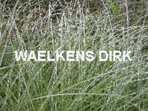 Miscanthus sins. 'Kleine Silberspin'