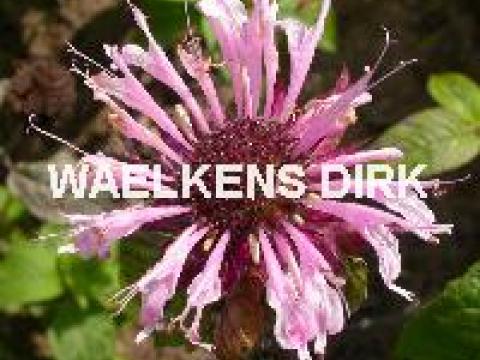 Monarda 'Beauty of Cobham'
