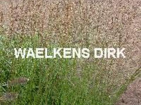 Molinea caer. 'Heidebraut'