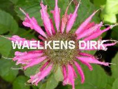 Monarda 'Croftway Pink'