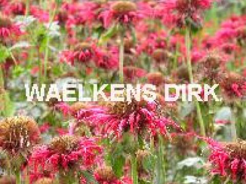 Monarda 'Cambridge Scarlet'