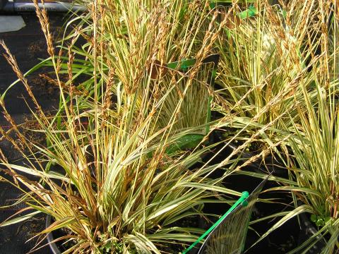 Molinia caer. 'Variegata'
