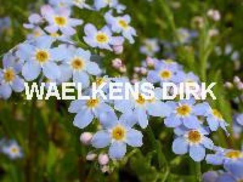 Myosotis vergeet mij nietje