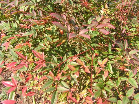 Nandina domestica