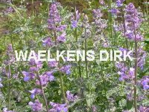 Nepeta faassenii 'Six Hills Giant'