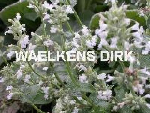 Nepeta faassenii 'Snowflake'
