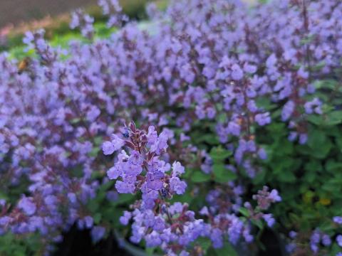 Nepeta grandiflora 'Dawn to Dusk'