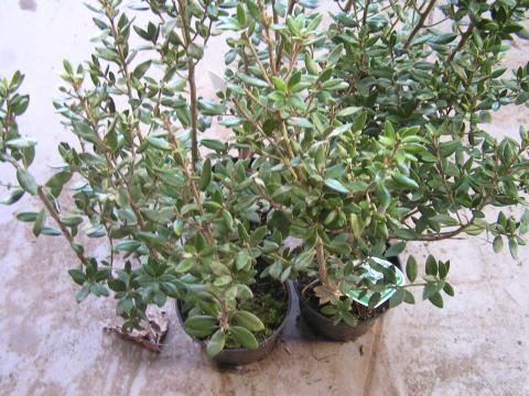 Olearia haastii
