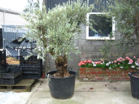 Olijf Olea europaea
