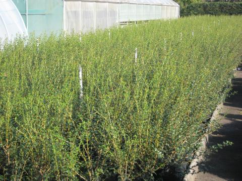 Osmanthus burkwoodii
