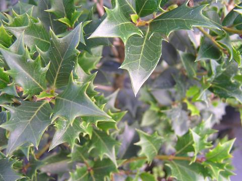 Osmanthus heterophyllus