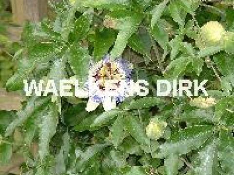 Passiflora caerulea