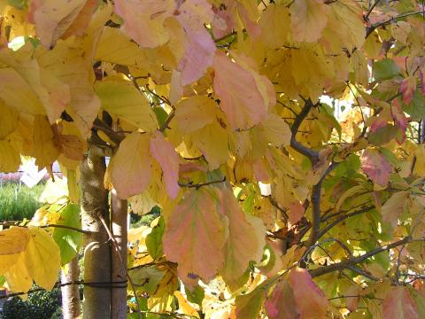 Parrotia persica