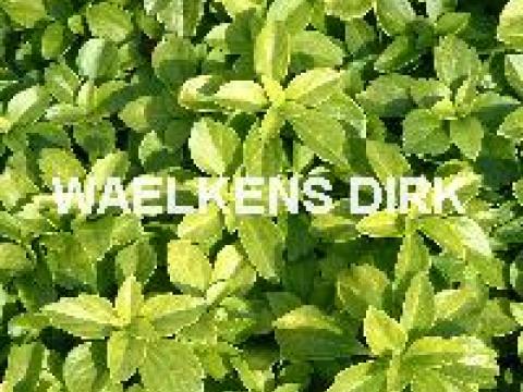 Pachysandra terminalis
