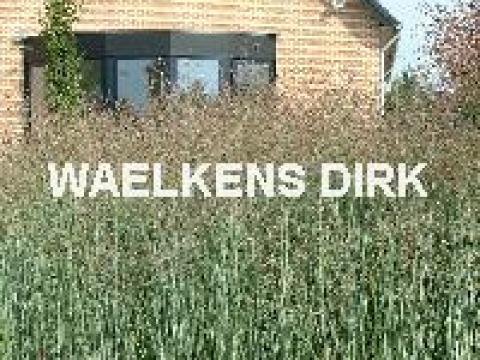 Panicum virgatum 'Rehbraum'