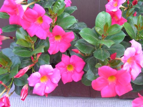 Dipladenia