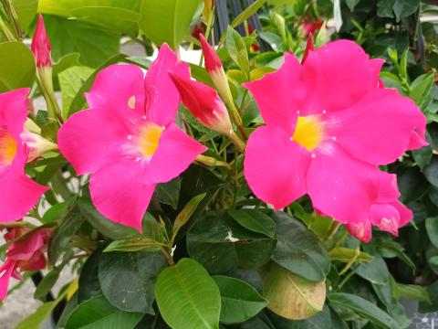 Dipladenia ROZE