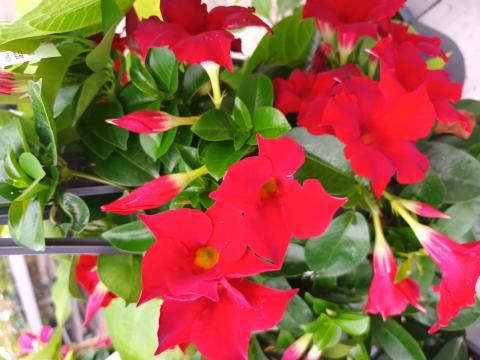 Dipladenia ROOD