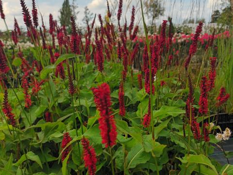 Persicaria ampl. 'Blackfield'
